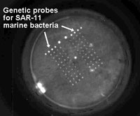photo of marine bacteria culture