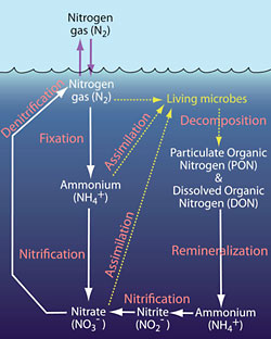 nitrogen cycling graphic