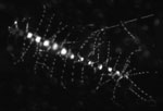 Epifluorescent image of diatom