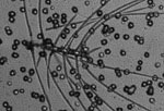 Microscopic image of diatom.