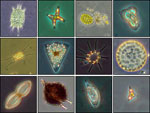 Graphic of phytoplankton life cycle.