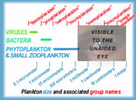 Graphic of plankton sizes.