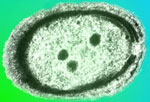 Image of Prochlorococcus.