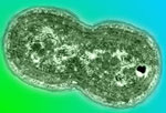 Image of Synechococcus.