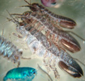 Isopods