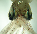 A 1-inch squid