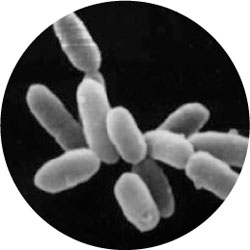 Halobacterium salinariumus