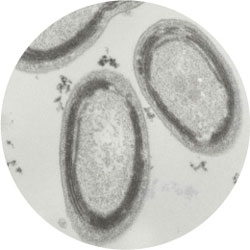 Prochlorococcus marinus