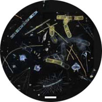 micrograph of marine microbes