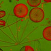 Photo of diatoms.