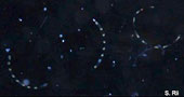 Photo of Diatom Hemiaulus spp. (namely Bob)